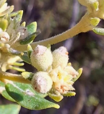 Phylica buxifolia sorts of hairs